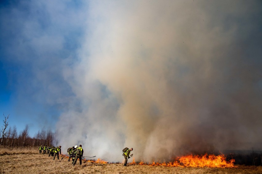 Minął rok od pożaru w Biebrzańskim Parku Narodowym. Jego pracownicy opowiadają o walce z żywiołem (zdjęcia, wideo)