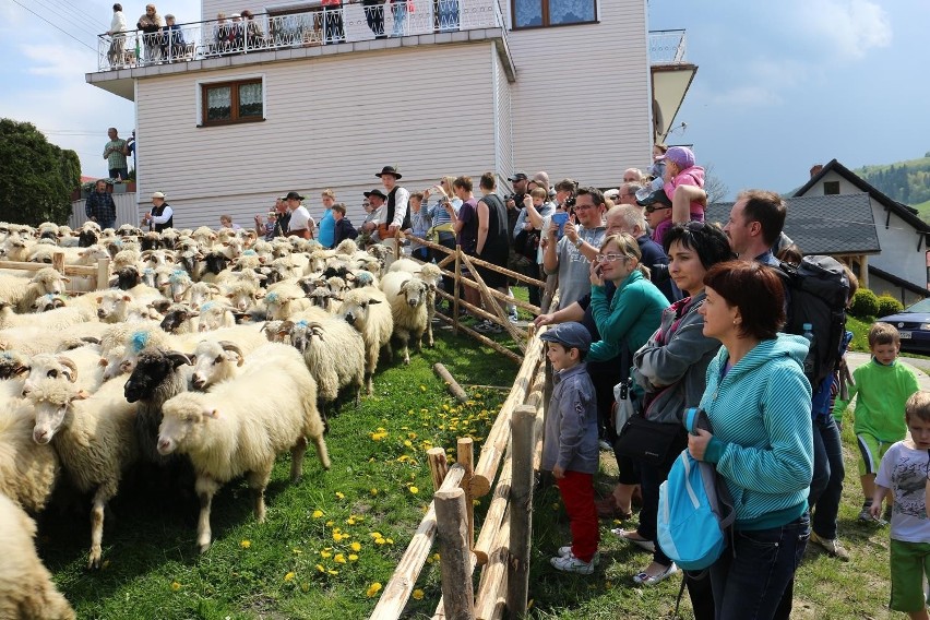 W Koniakowie odbył się tradycyjny obrzęd mieszania owiec [ZDJĘCIA]