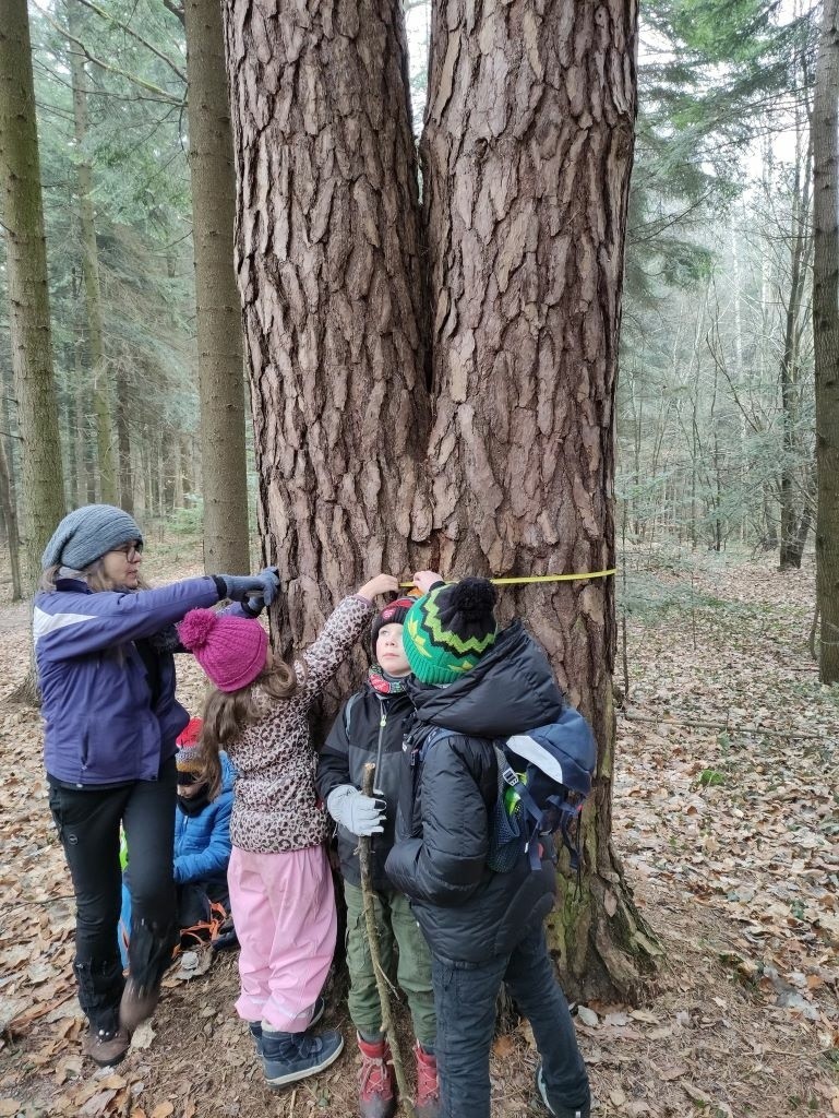 Mieszkańcy wnioskują o 8 pomników przyrody w lesie na Stadionie w Kielcach. Chcą chronić drzewa