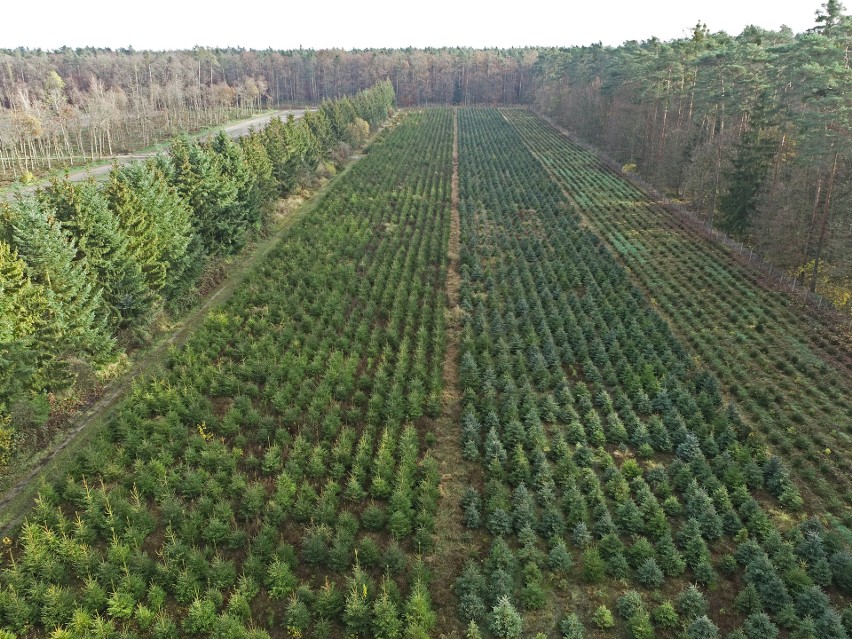 Honorata Galczewska podkreśla: - Zakup naturalnych choinek z...