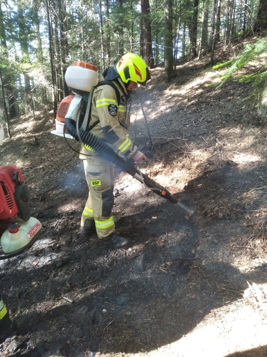 Myślenice. Ogień w lesie w porę zauważony przez spacerowicza