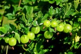 Agrest - krzew o pysznych owocach. Jak go uprawiać w ogrodzie?