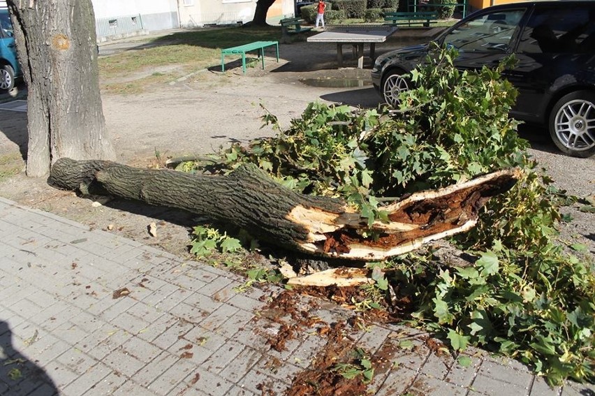 Konar zmiażdżył auto i omal nie zabił kobiety!