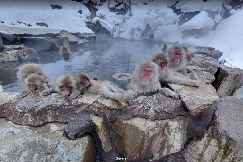 Zwierzaki w Google Street View. Co one tam robią? Zaskoczyły nie tylko fotografa, ale i internautów. Zobacz zdjęcia