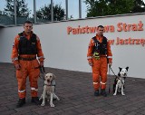 Zofiówka: specjalistyczne psy z Jastrzębia są gotowe pomóc w akcji ratowniczej w kopalni ZDJĘCIA