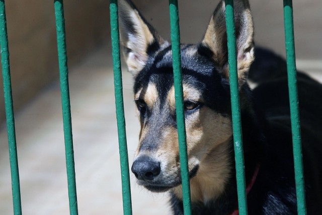 We wrocławskim schronisku przebywa wiele psów, gotowych do adopcji. "Nie kupuj, adoptuj" to tylko jedna z akcji namawiających wrocławian do przygarnięcia czworonoga z bidula, a nie zakupu rasowego z hodowli. W tej galerii prezentujemy Wam psy, które czekają na dom we wrocławskim schronisku. Pod zdjęciami znajdziecie opisy poszczególnych psiaków oraz numery, pod którymi można je znaleźć w schronisku. Jeżeli jesteś zainteresowany adopcją, dobrze mieć przy sobie ten właśnie kod. Oprócz tego publikujemy także przejmujący film, zachęcacjący do adopcji. 