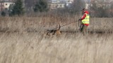 Makabryczne odkrycie pod Głownem. Rolnik znalazł poćwiartowanego psa na polu