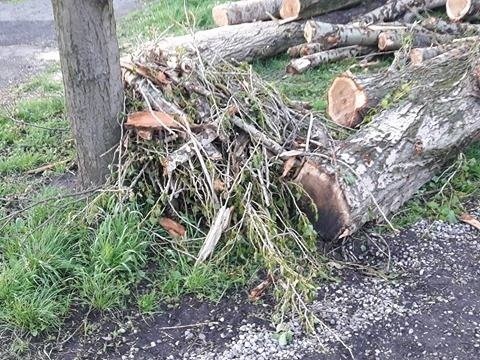 Nasz Czytelnik z Mątew poinformował nas o wycince drzew na...