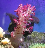 Zdrowe koralowce 