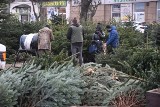 Gdzie kupić w Kielcach najładniejsze choinki i w jakich cenach? Sprawdziliśmy w największych punktach sprzedaży. Zobaczcie zdjęcia