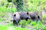 Miejski bufet działa. Dziki mają tu zaproszenie do stołu