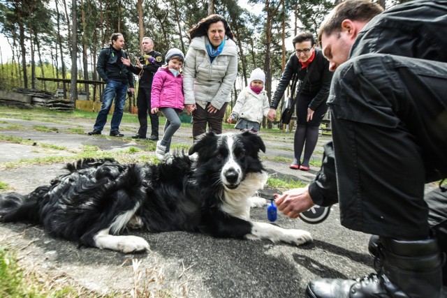 Siedem osób wylicytowało na WOŚP dzień z czworonogami.Zobaczyli, jak w akcji zachowują się psi funkcjonariusze, przekonali się na czym polega ich szkolenie i z jaką siłą obezwładniają napastnika. Wczoraj siedem osób m.in. z Wrocławia, Warszawy i Bydgoszczy spędziło dzień z psiakami, które pracują w bydgoskiej straży miejskiej. Kilkugodzinny pokaz zorganizowano na terenie policyjnej strzelnicy w Białych Błotach. - Zastanawiamy się nad kupnem pierwszego zwierzaka - mówi Michał Gradoń, który przyjechał z Warszawy z czteroletnią córką Zosią. - Stwierdziliśmy, że jest  to doskonała okazja, aby przyjrzeć się profesjonalnej tresurze. Córka uwielbia psy ratunkowe i owczarki niemieckie. I właśnie takiego chcielibyśmy mieć.Bydgoscy municypalni już po raz kolejny wzięli udział w Wielkiej Orkiestrze Świątecznej Pomocy. Za ponad dwieście złotych chętni wylicytowali dzień  z psami służbowymi. - Mamy jedenaście czworonożnych funkcjonariuszy - mówi Włodzimierz Marcinkowski,  koordynator ds. psów służbowych straży miejskiej w Bydgoszczy.  - W większości są to owczarki, ale mamy też jednego border collie. Jest wyszkolony do poszukiwania osób, które np. są uwięzione pod gruzami. 