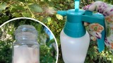 Soda oczyszczona na mrówki, mszyce i choroby roślin. Łatwe przepisy na opryski z sody! Jak jeszcze wykorzystać ten produkt w ogrodzie?