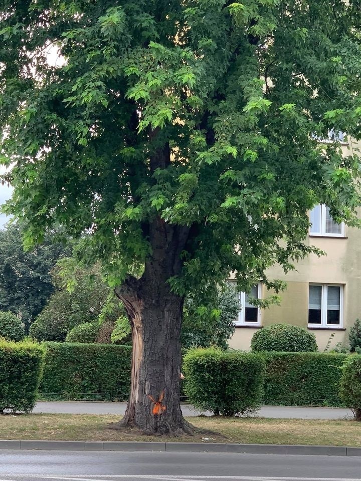 Tak wyglądał klon przed wycinką