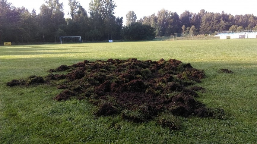 W Poraju piłkarze walczą z dzikami. Zwierzęta każdej nocy niszczą murawę na stadionie Polonii