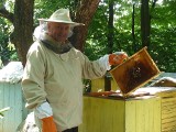 Koniec sądowej batalii w sprawie "hekatomby" z 2010. Zginęły wtedy miliony pszczół. Gmina zapłaci odszkodowanie