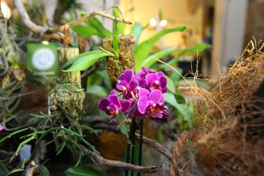 Popularna orchidea od lat jest prezentem, który symbolizuje...