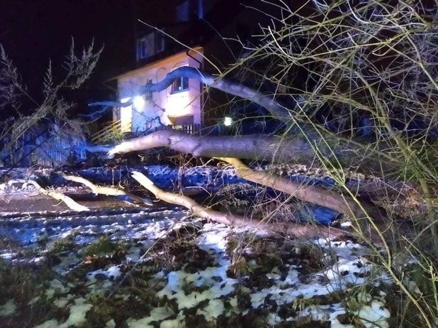 Drzewo runęło na ogrodzenie posesji w Żurawicy pod Przemyślem. Interweniowali strażacy z OSP Orzechowce [ZDJĘCIA]