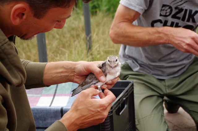 Ornitolodzy zaobrączkowali na Szachtach w Poznaniu dwadzieścia osim ptaków