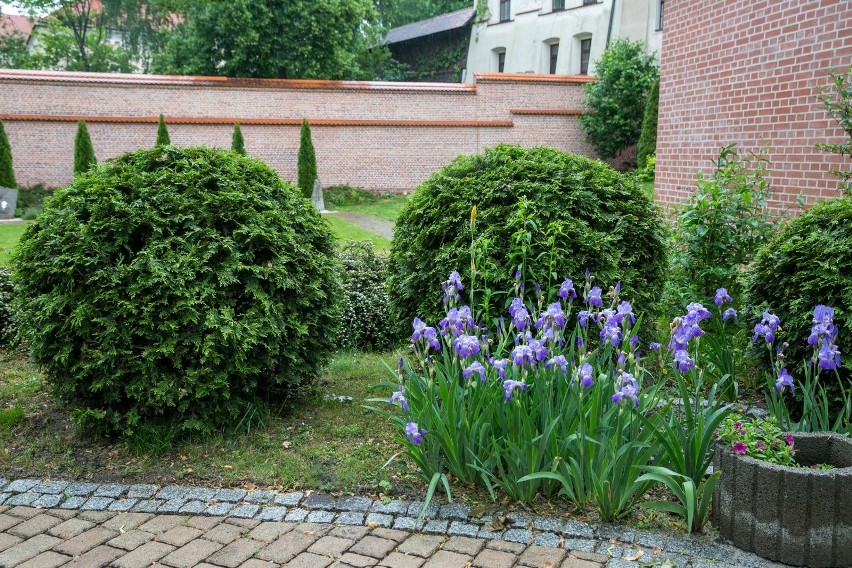 Kraków. Urokliwy KLER-garden z kawą przy Plantach