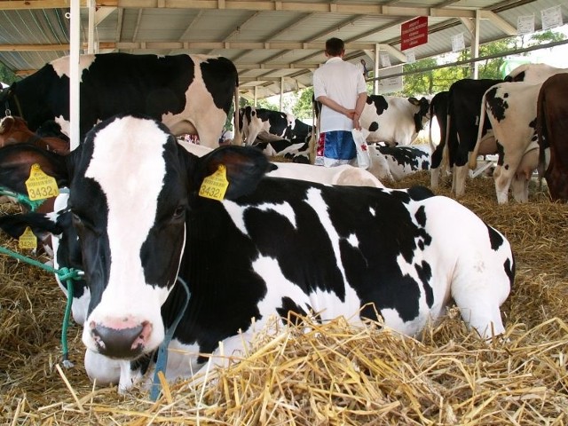 Krowy mogą dawać więcej mleka. Przekroczenie krajowej kwoty jest małoprawdopodobne