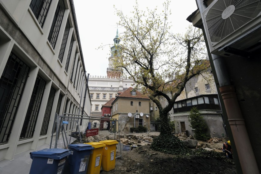 Dziś drzewo zakwita, co pokazuje jego dobrą kondycję.