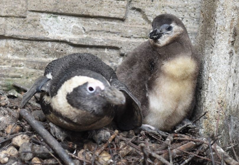 Łódzki ogród zoologiczny