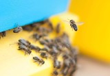 Na Miasteczku Studenckim AGH zamieszkało 200 tysięcy pszczół