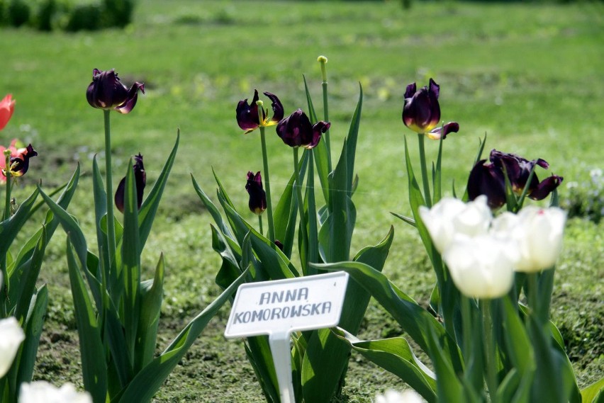 W ogrodzie botanicznym: Dumne tulipany i woń japońskiego ogrodu (ZDJĘCIA)