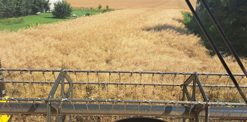 Zbiory rzepaku w gminie Lipnik. - Na dobrych ziemiach udało...