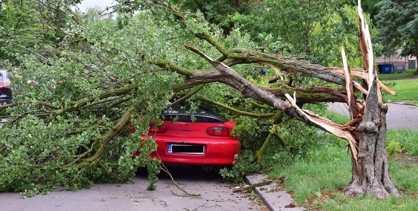 Na zaparkowany samochód w Inowrocławiu spadło drzewo...