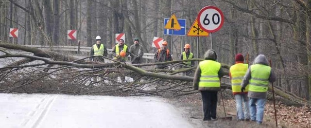 Rozpoczęta wczoraj wycinka drzew spowodowała tymczasowe utrudnienia w ruchu drogowym