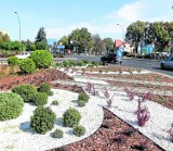 Tysiące roślin na rondzie i alei w centrum Rzeszowa