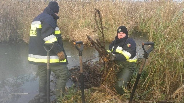 Mają wielkie zęby, specyficzne ogony, całkiem sympatyczne pyszczki i... budują tamy. Bobry, bo o nich mowa, od lat dają się we znaki mieszkańcom Witnicy. Gmina podłożona jest wzdłuż Warty, wiele z jej terenów poprzecinanych jest siecią kanałów, które mają za zadanie odprowadzanie wody z pól i łąk. Bobry i ich żeremia wcale w tym nie pomagają. Przysparzają za to pracy strażakom i innym służbom. Tak było m.in. w niedzielę, 13 listopada, kiedy ochotnicy z tutejszej jednostki zostali wezwani na ul. Świerczewskiego. Powód? Podtopienie jednej z posesji. Woda wylała, bo bobry zbudowały na pobliskim kanale tamę.Zobacz też:  Śmiertelny wypadek. Chciał ominąć bobra i uderzył w drzewoZalewają, niszczą i robią szkodyProblem bobrów wraca w gminie jak bumerang. W czasie powodzi w 2014 r. strażacy mieli pełne ręce roboty, ponieważ wały przeciwpowodziowe przypominały ser szwajcarski i były podziurawione jamami bobrów. Każdą trzeba było odnaleźć, rozkopać i uszczelnić workami z piaskiem. O szkodach, wyrządzanych przez bobry, mówią też mieszkańcy na zebraniach wiejskich.  Ludzie skarżą się, że spiętrzona woda zalewa ich łąki i pola uprawne. Bywa, że jak w przypadku zdarzenia z 13 listopada, cierpią nawet prywatne posesje. Na te zwierzaki narzekał też Zarząd Melioracji i Urządzeń Wodnych, bobry wciąż niszczą bowiem wały i inne urządzenia, odpowiedzialne za hydrotechniczne. Jakby tego było mało, w 2015 r. problem poruszył Zakład Linii Kolejowych w Zielonej Górze. Bobry piętrzą bowiem wodę, która rozwadnia nasyp kolejowy linii Kostrzyn – Krzyż. Zdaniem kolejarzy, jeśli nie będzie zdecydowanych działań przeciwko tym zwierzętom, torowisku grozi katastrofa budowlana. Kolejne bobry do odstrzału?Problem w tym, że bobry są pod ochroną i ich odstrzał nie jest możliwy bez odpowiedniej zgody. W 2015 r. burmistrz wystąpił do Regionalnego Dyrektora Ochrony Środowiska o zgodę na odstrzał 100 bobrów na terenie Gminy Witnica. Zgodę wydano. - Odstrzelono 76 bobrów, ale ich populacja cały czas się odradza, dlatego ponownie wystąpiliśmy o zgodę na odstrzelenie kolejnych 100 zwierząt - mówi Artur Rosiak z witnickiego urzędu miasta. W ostatniej akcji odstrzału udział brało 13 myśliwych. Każda zabita sztuka była ewidencjonowana.Zobacz też:  Bobry "wycinają" drzewa nad Wartą w Gorzowie [ZDJĘCIA]