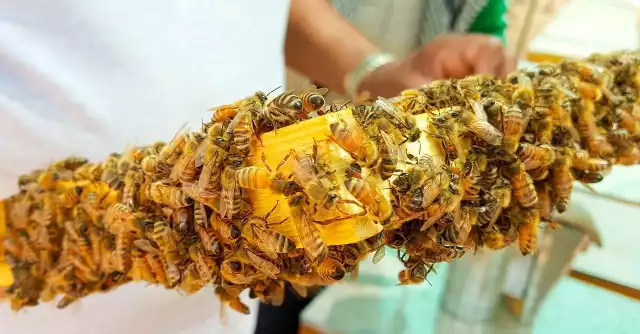 Pszczoła to jedyny owad, który wytwarza pokarm nie tylko dla siebie, ale i dla człowieka. Dlaczego są takie ważne? Zobaczcie na kolejnych zdjęciach: