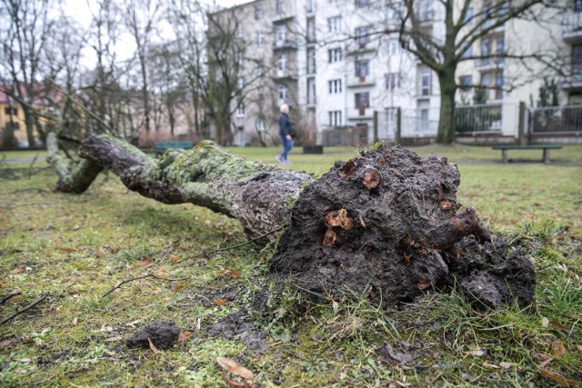 11.02.2020 krakowwiatr wichura orkan sabina drzewo fot. anna kaczmarz / dziennik polski / polska press