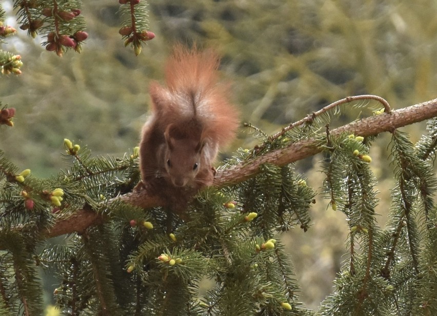 Jesienią wiewiórki gromadzą zapasy karmowe na zimę, z...