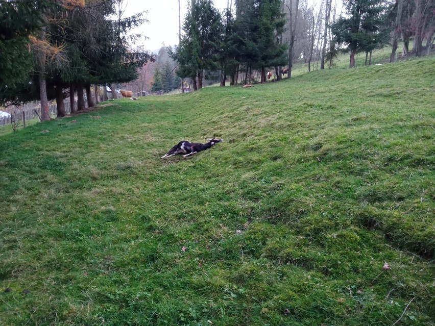 Wilki od tygodnia atakują zwierzęta hodowlane w Cichem i...