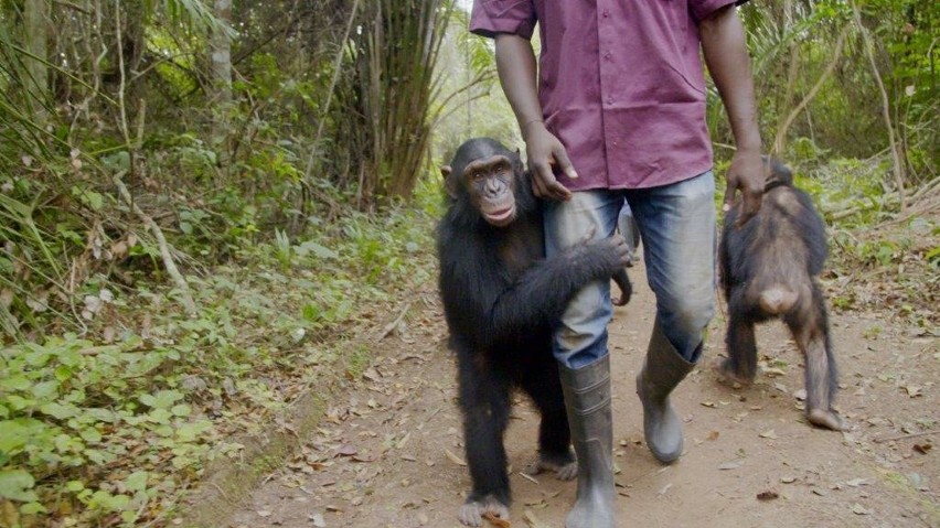 „Szympansy z Kongo: Jane Goodall zaprasza”. Najbardziej ambitny plan ratowania szympansów