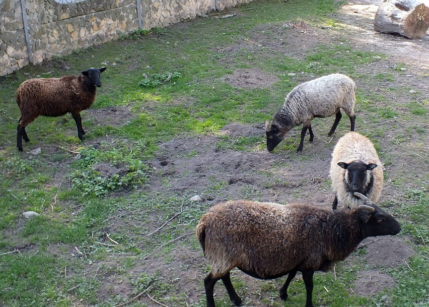 Do Starachowic na Jarmark Bożonarodzeniowy pojadą owce…