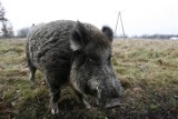 Dziki wyrządzają coraz więcej szkód na Opolszczyźnie