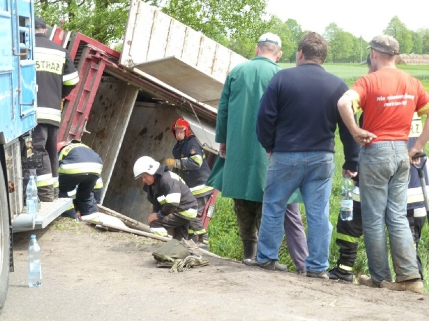 Wypadek w Połajewie: Świnie biegają po drodze wojewódzkiej!