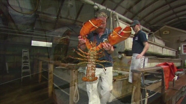Blisko 100-letni homar zyskał drugie życie