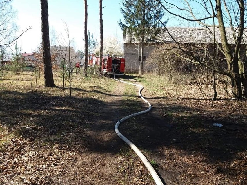 Pożar lasu w Bogutach-Żurawiach, 11.04.2020