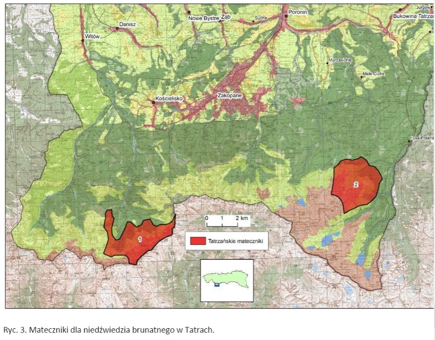 Tatry: Bliskie spotkanie z niedźwiedziem w drodze na Giewont. "Pokazał nam kły" 