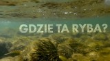 Czy brak ryb to wina kostycznego Polskiego Związku Wędkarskiego? Odpowiedź już dziś