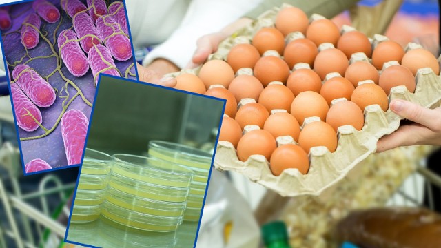 Jajka salmonellą w sklepach - ostrzega GIS. Nie wolno ich spożywać, a nawet dotykać. Która partia jajek jest niebezpieczna dla naszego zdrowia?