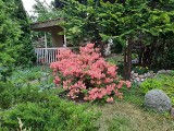 Bajeczne rododendrony i azalie w ogrodach
