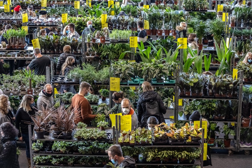 Festiwal Roślin! Największy targ z domowymi roślinami doniczkowymi znowu w Krakowie