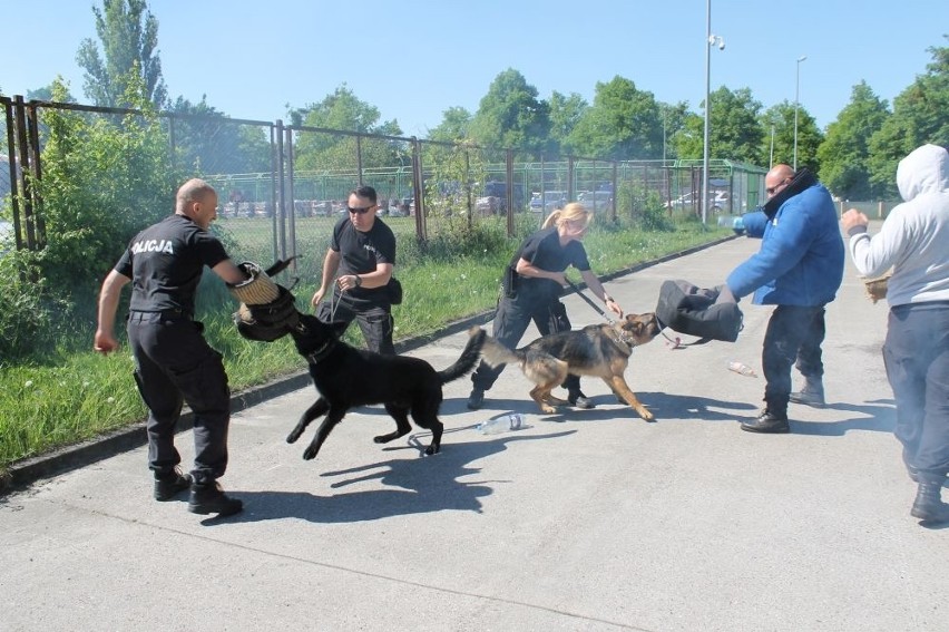 Aslan i Sara zdali egzaminy. Nowe psy w służbie szczecińskiej policji [ZDJĘCIA]